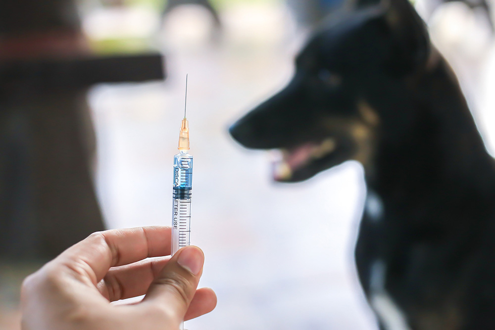 rabies travel vaccination milton keynes